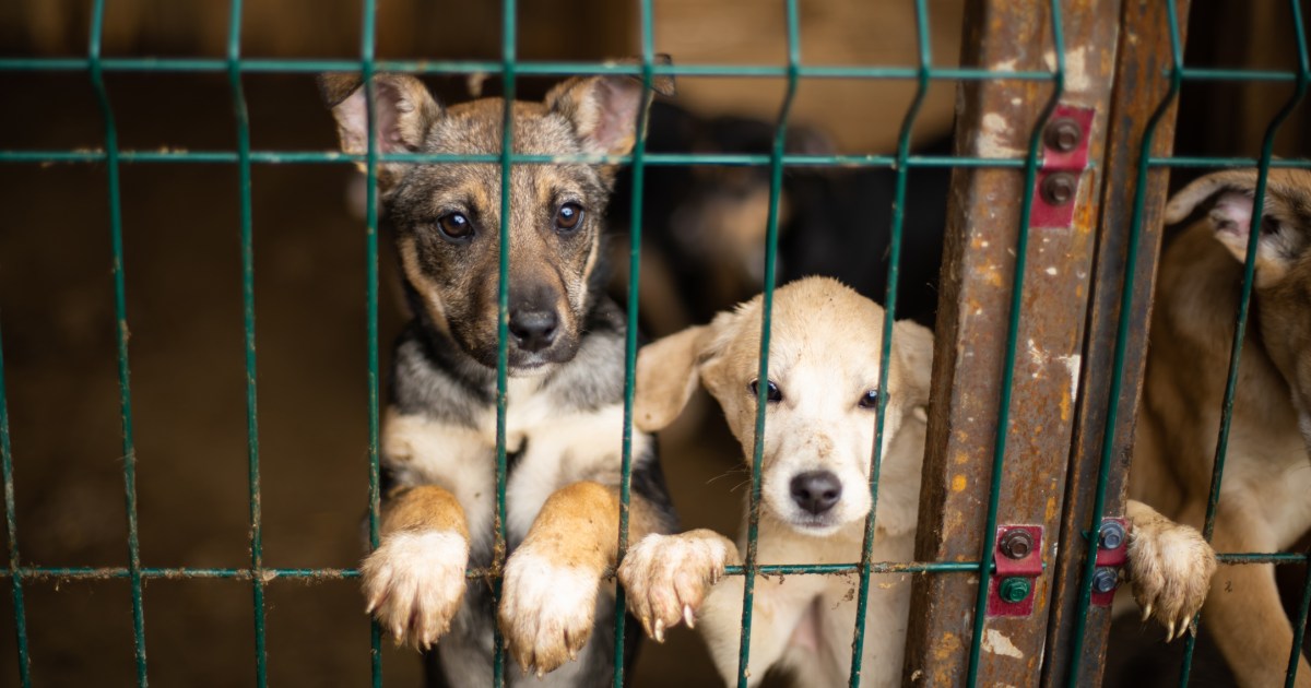 85 Dogs Rescued From North Carolina Puppy Mill Ready for Adoption