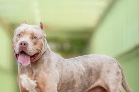 An XL Bully standing with tongue out, a woman in Scotland was arrested in connection with an XL Bully dog attack