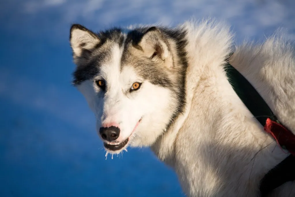 The Canadian Eskimo Dog is of powerful physique. The breed is not built for speed but rather for hard work in extremes harsh and cold conditions.