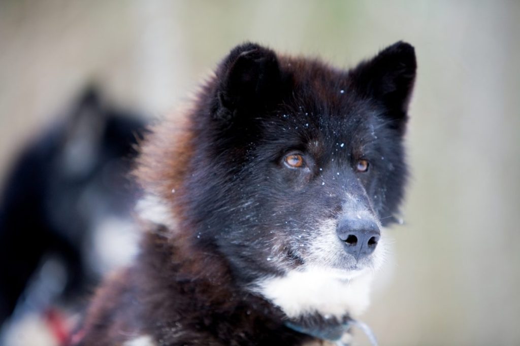 Photograph of a Black and White Canadian Eskimo Dog. This breed is of powerful physique. They are not built for speed but rather for hard work in extremes harsh and cold conditions.