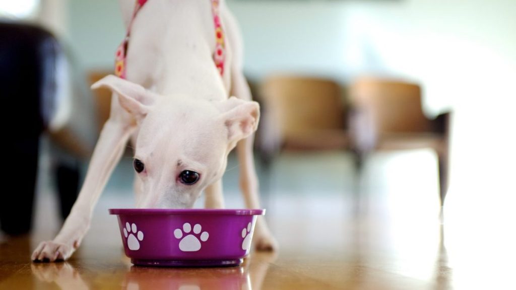 A white dog eating from a purple bowl, there's no Honest Kitchen dog food recall at the moment