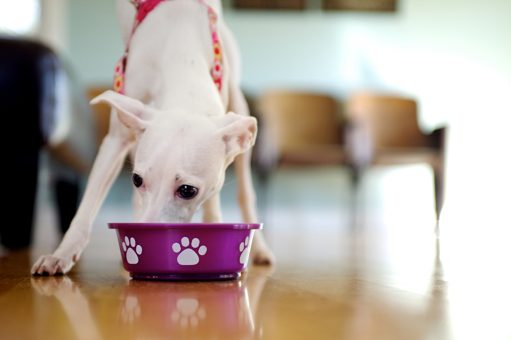 Honest Kitchen Has the Dog Food Brand Issued a Recall in 2024