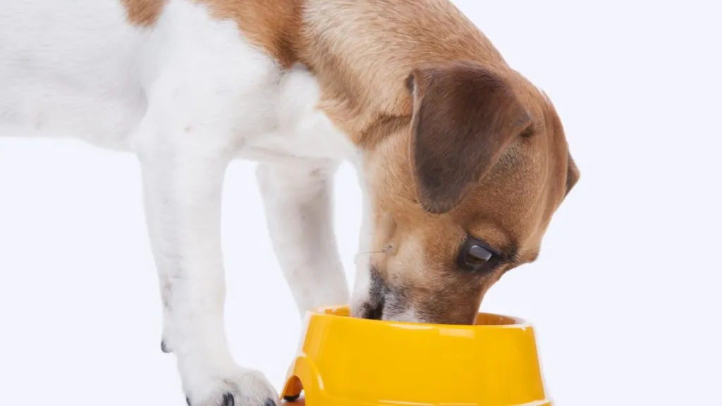 Close-up of a dog eating from a yellow food bowl, there's no Nulo dog food recall at the moment