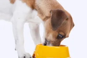 Close-up of a dog eating from a yellow food bowl, there's no Nulo dog food recall at the moment