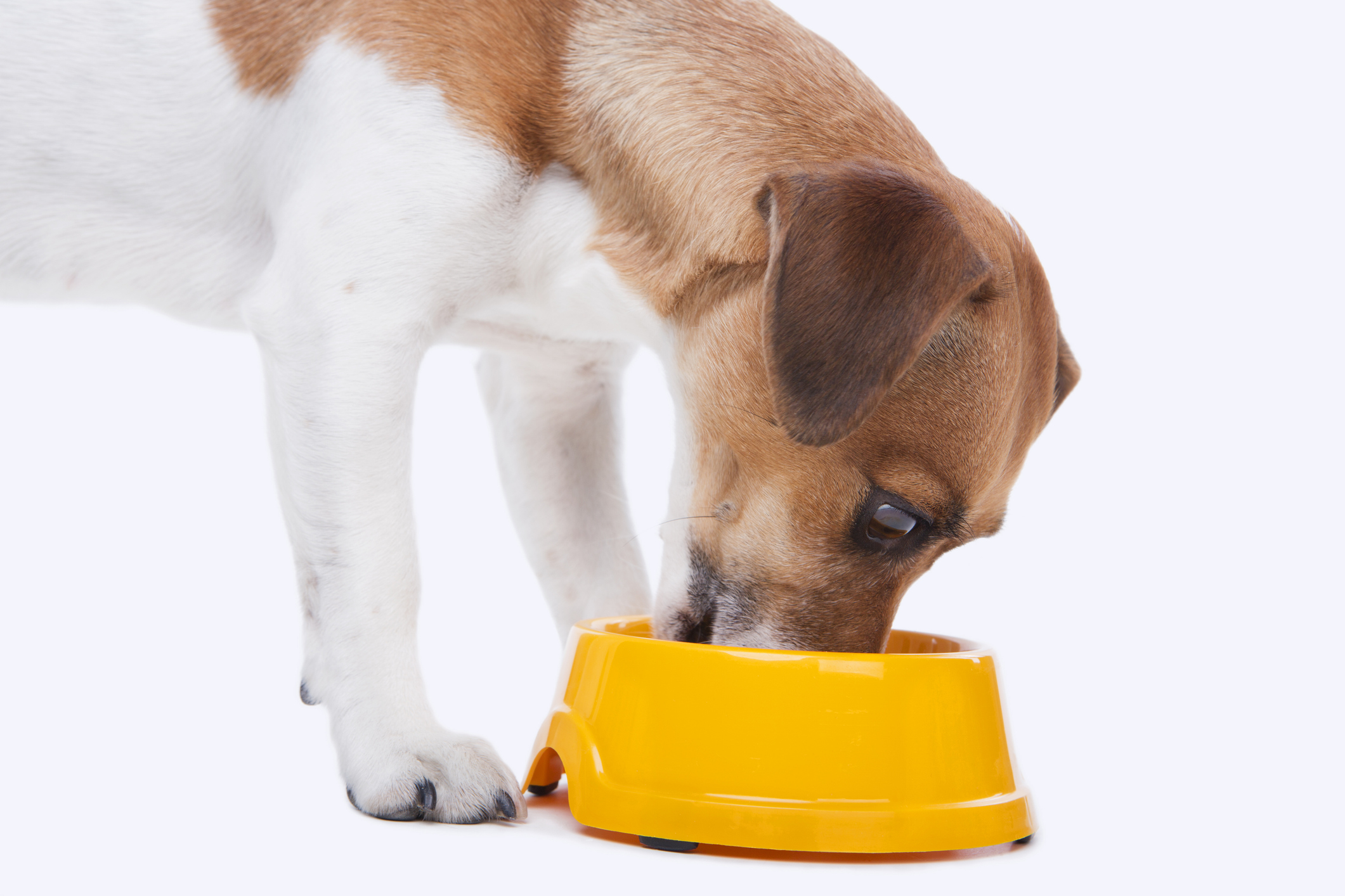 Nulo Has the Dog Food Brand Issued a Recall