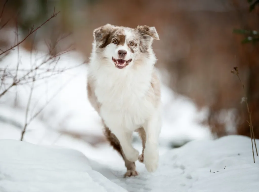 A Mini Australian Shepherd shooting through the Snow.