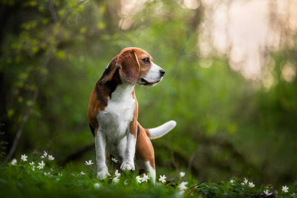 Close-up of Beagle, a breed prone to wanderlust, looking away while standing on field.