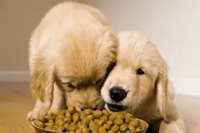 Puppies eating food, Zignature dog food is free of recalls in 2024.