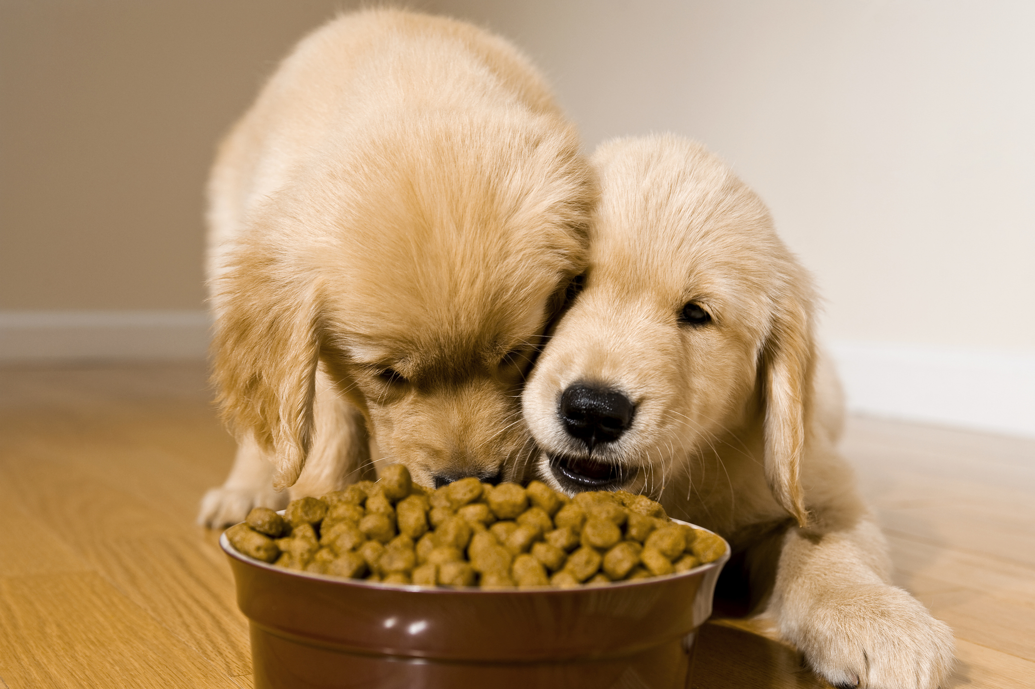 Zignature Has the Dog Food Brand Issued a Recall