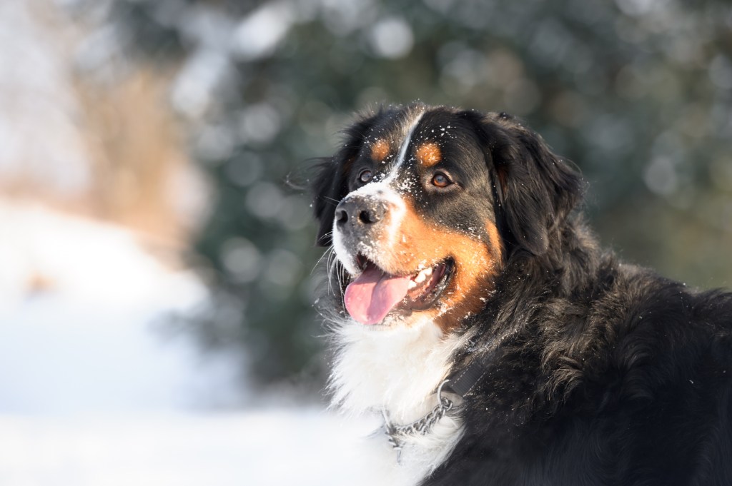Profile photo of a Bernese Mountain Dog, a breed who tolerates cold weather, posing in the snow.