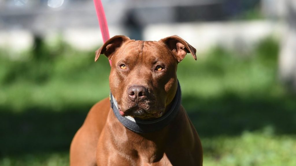 A brown muscular Pit Bull on a pink leash, like the Pit Bull Mix involved in the Connecticut dog attack