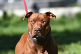 A brown muscular Pit Bull on a pink leash, like the Pit Bull Mix involved in the Connecticut dog attack