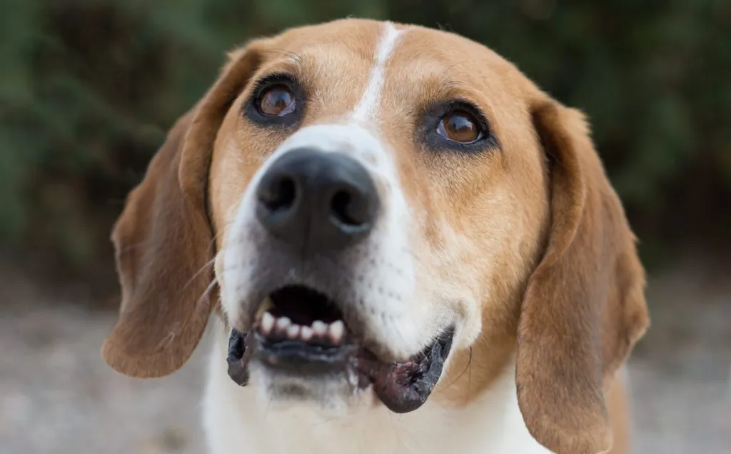 Basset Hound Beagle mix, also known as a Bagle Hound, dog close up