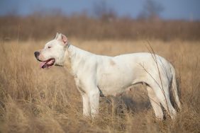 A Dogo Argentino standing in a dry field with mouth slightly open, Dogo Argentions make great family dogs