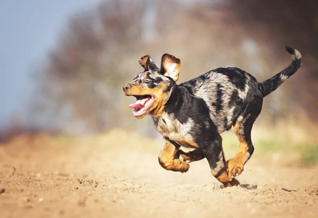 Harlequin Bauce Shepherd puppy running with eyes wide open