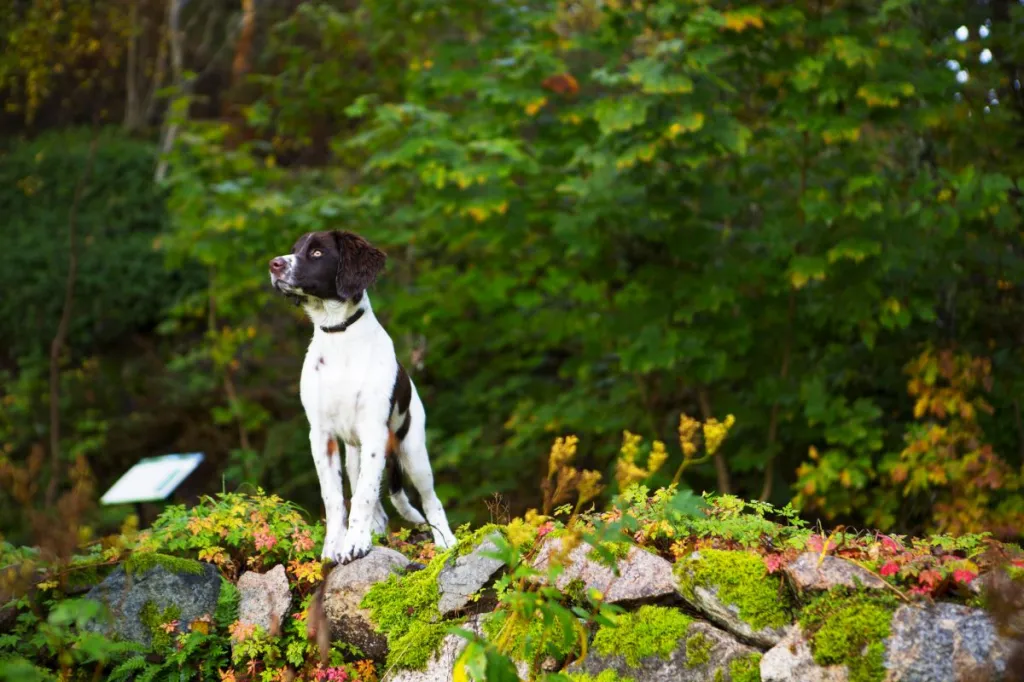 Drentsche patrijshond puppy, a young bitch is standing on a stone wall. Location is a nature reserve in Norway.