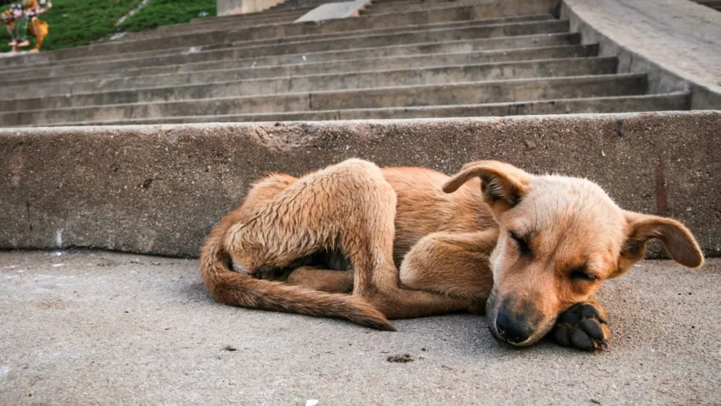 A brown emaciated dog sleeping on the pavement, an Ohio woman has been indicted after a decomposing dog was discovered on her property.