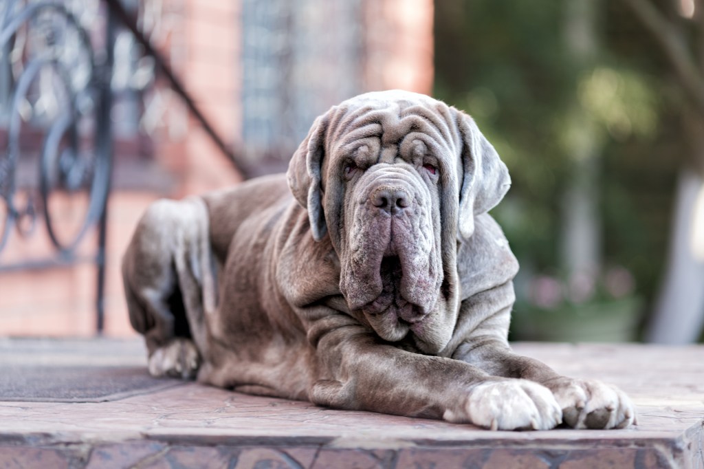 Elegant silver-colored Neapolitan Mastiff sits on stone steps in front of a black rod-iron railing.
