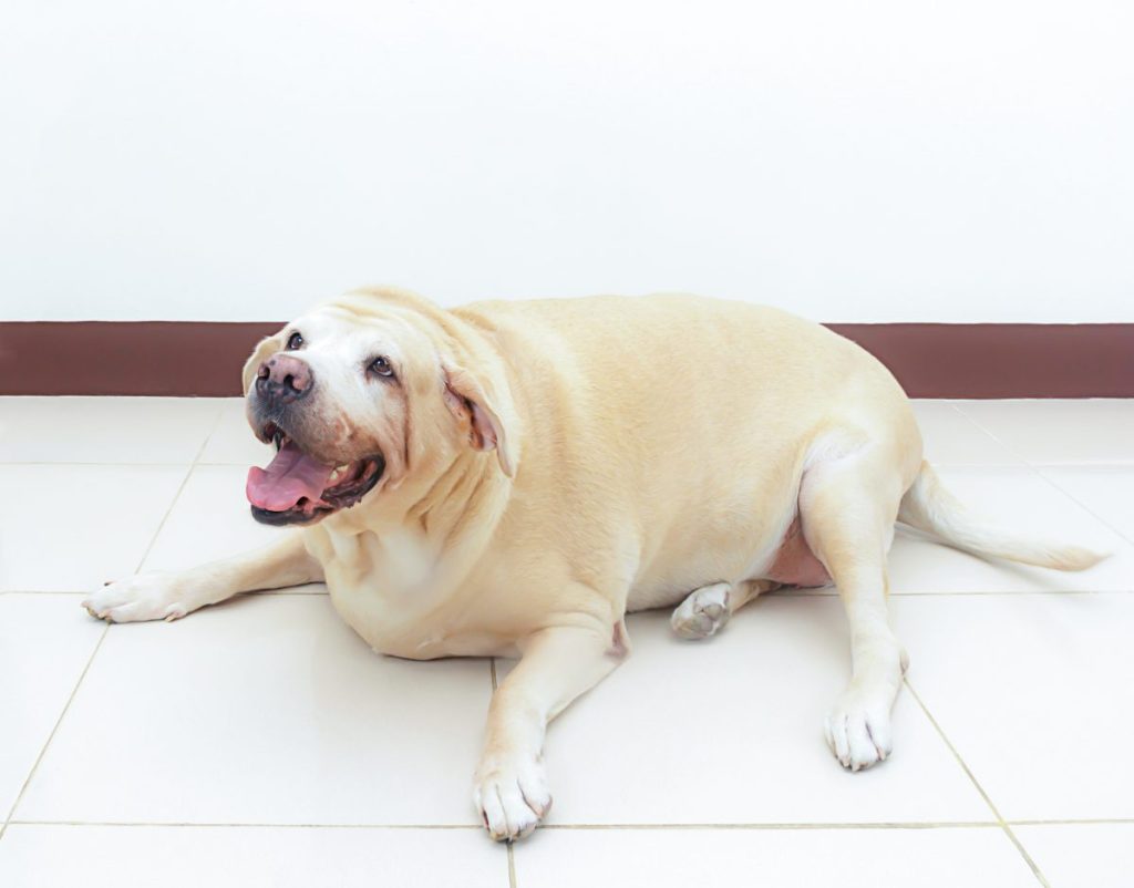 A white overweight Labrador lying on the floor with front legs spread apart and mouth open, Labradors develop obesity more compared to other breeds