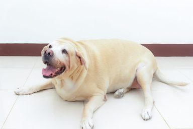 A white overweight Labrador lying on the floor with front legs spread apart and mouth open, Labradors develop obesity more compared to other breeds