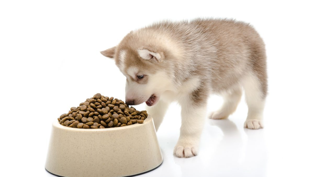 Taste of the Wild Has the Dog Food Brand Issued a Recall in 2024