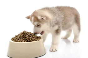 A puppy eating food, Taste of the Wild has not issued a dog food recall in 2024.