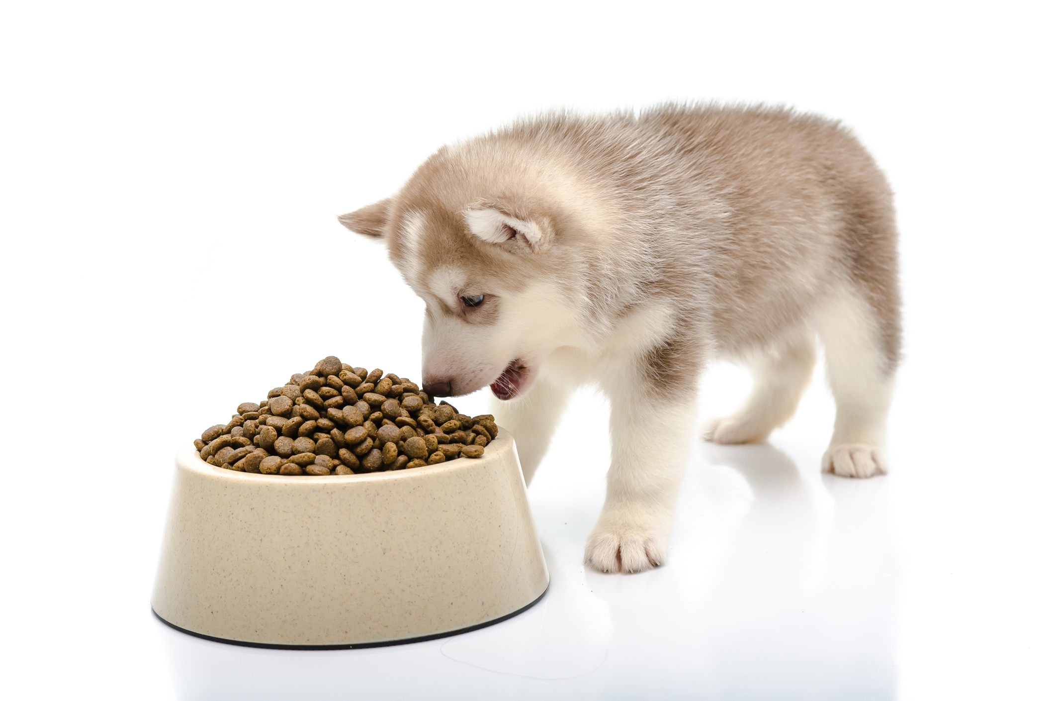 Taste of the Wild Has the Dog Food Brand Issued a Recall in 2024