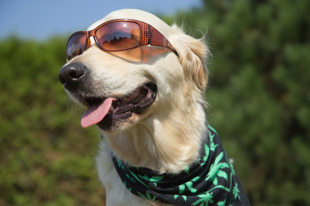 Golden Retriever is smiling for the camera. Sunglasses has on his eyes and scarf textured cannabis leaves has around his dog neck.