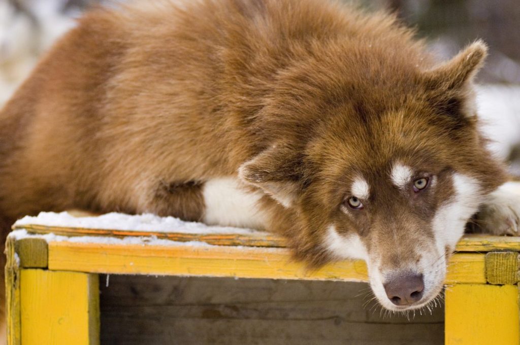 Red and white Canadian Inuit Dog, also known as a Canadian Eskimo Dog, lounging in the winter.