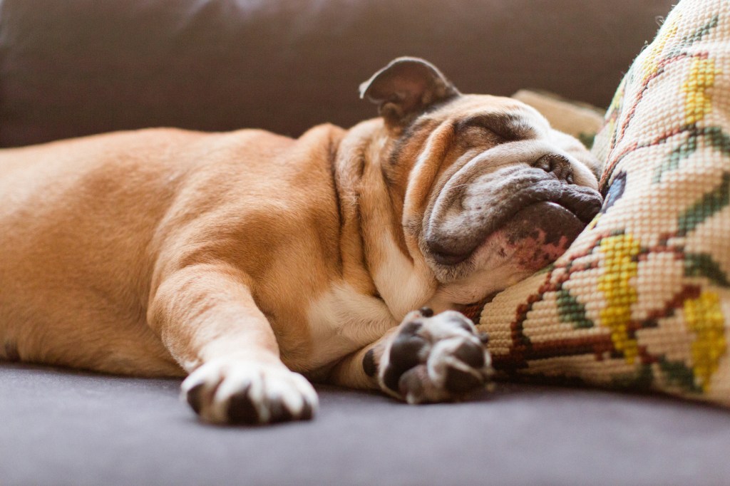 English bulldog sleeping on couch with little crocheted pillow under her head. Bulldog is one of the laziest dog breeds.