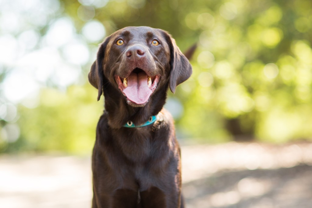 Close-up of an excited Chocolate Labrador Retriever dog as it smiles outdoors.