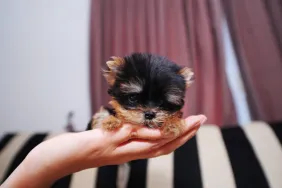A person holding their teacup dog on their palm, the teacup puppies' lifespan is between 9 and 15 years