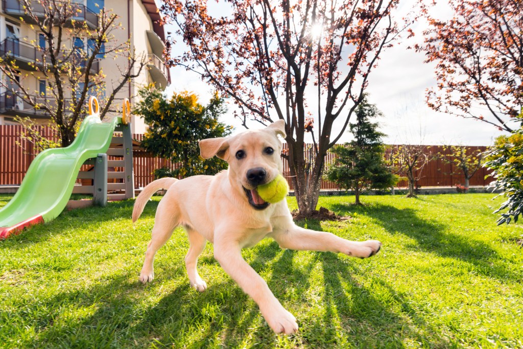 Horizontal wide image of a 4 months playfull Labrador Retriever puppy, a breed with a high potential for playfulness. The puppy is running in backyard with a tennis ball in its mouth in a beautiful sunny morning