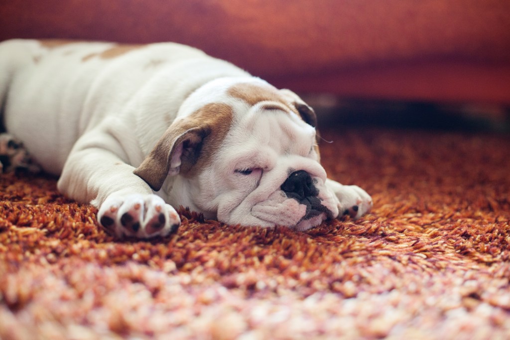 White and brown English Bulldog Puppy sleeping on a copper shag carpet.