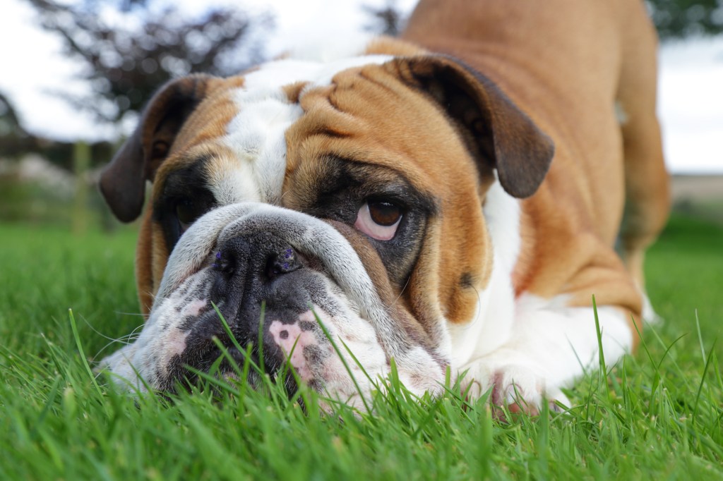 English Bulldog, a dog breed who drools, lying down in the grass. His eyes are turned upwards, looking to something unseen above.