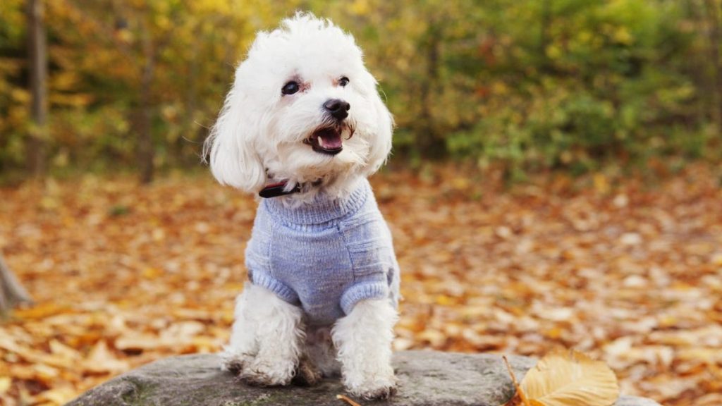 A close-up of Bichon Frise standing on a rock in the forest, Bichon Frises make good house dogs