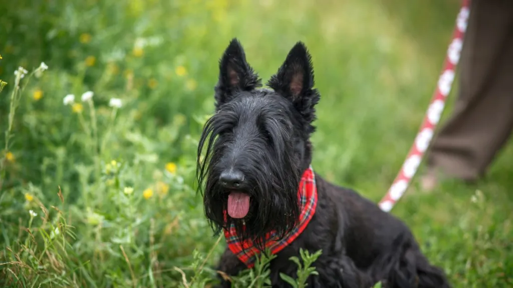 A Scottish Terrier dog in grass, this breed has a high intelligence, but can be stubborn.