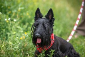 A Scottish Terrier dog in grass, this breed has a high intelligence, but can be stubborn.
