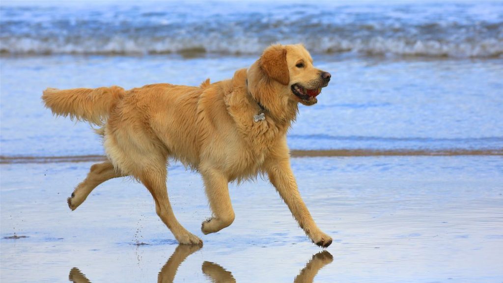 A Golden Retriever running on the beach, a Golden Retriever was rescued from an Isle of Man harbor