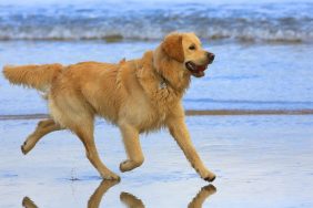A Golden Retriever running on the beach, a Golden Retriever was rescued from an Isle of Man harbor