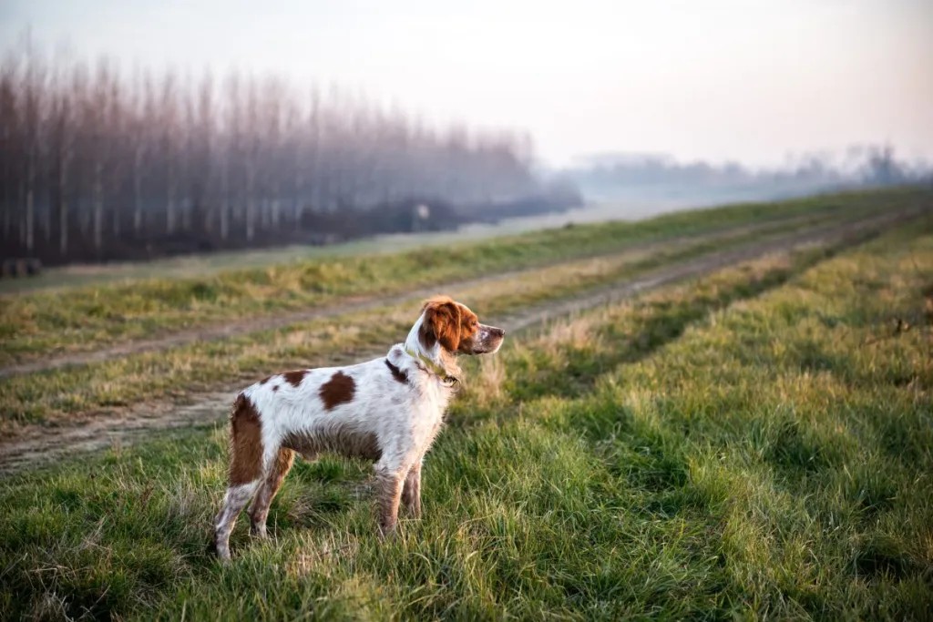Young hunting dog standing in the field and stalking prey during hunting.