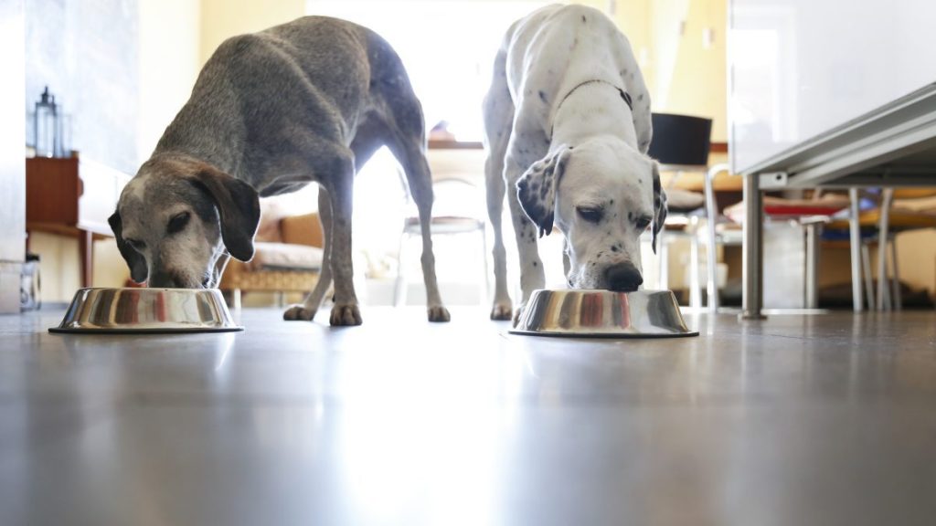 Two dogs standing side by side each eating from their bowl, Pedigree hasn't announced a dog food recall