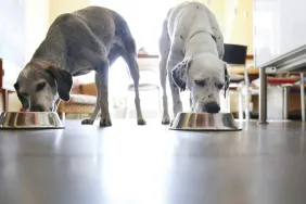 Two dogs standing side by side each eating from their bowl, Pedigree hasn't announced a dog food recall