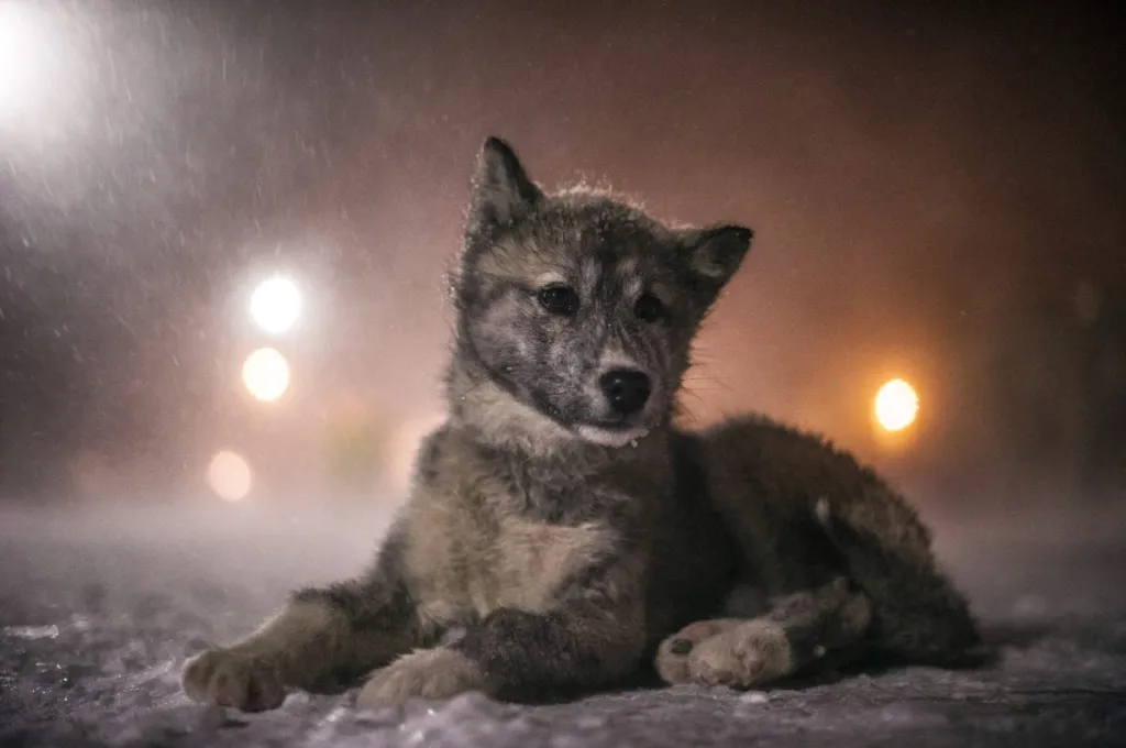 Canadian Inuit (Eskimo) Dog puppy in the snow. The photograph is taken at nighttime.
