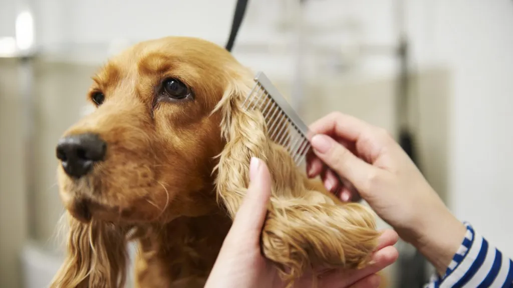 Cocker Spaniel getting groomed, their coats are not easy to maintain when compared to other breeds.