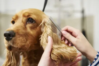 Cocker Spaniel getting groomed, their coats are not easy to maintain when compared to other breeds.