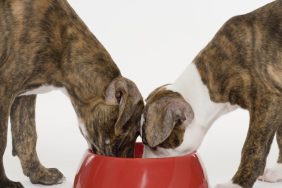 Two dogs eating dog food from a red bowl, there's no Raised Right dog food under recall in 2024