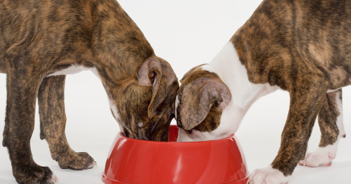 Raised Right Has the Dog Food Brand Issued a Recall in 2024?