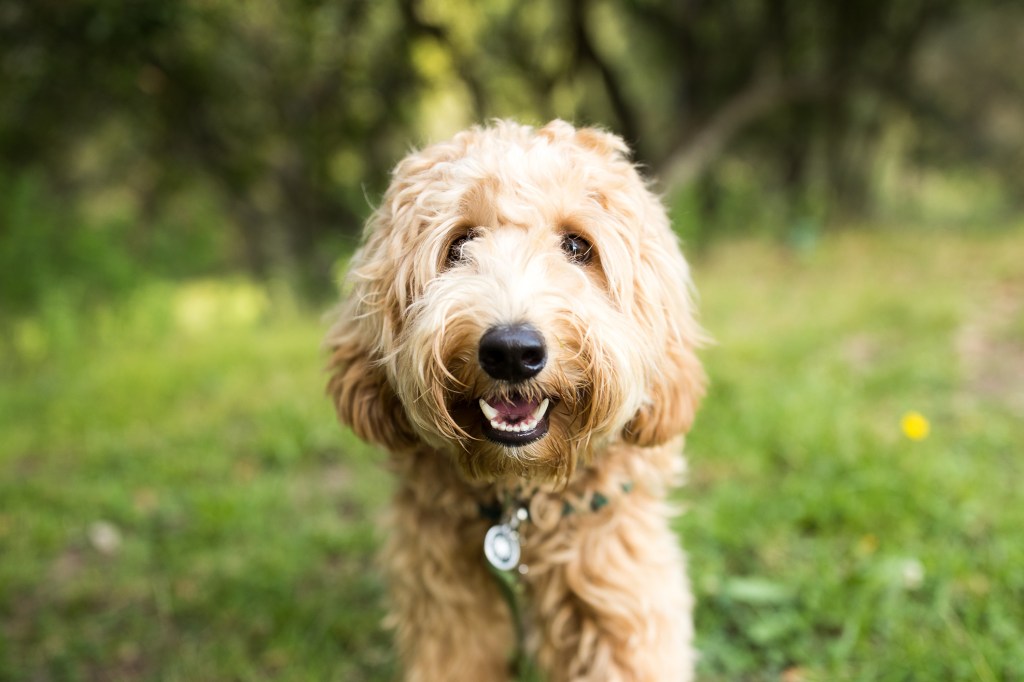 A happy Labradoodle dog stands and looks happily at the camera outdoors.