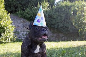 Happy dog wearing a party hat sitting on the grass with mouth open, Elderly woman in Maine hopes to have 100 dogs at her birthday party